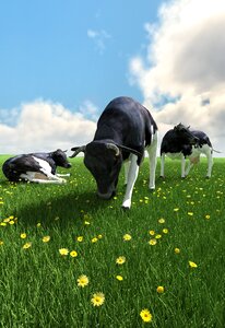 Cow livestock horns