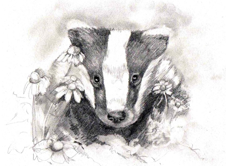 Art badger Free illustrations