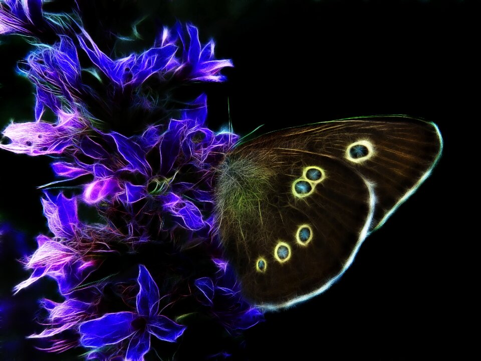 Nature insect edelfalter