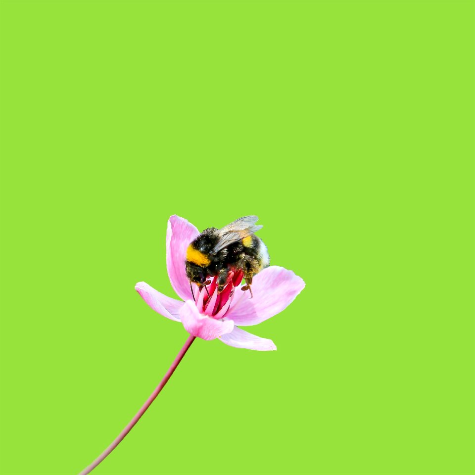 Insect nature flower