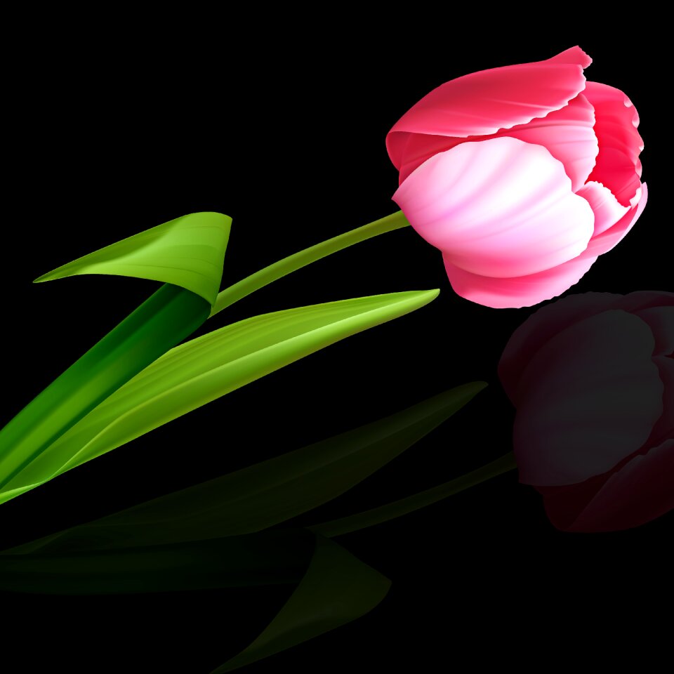 Nature petal black background