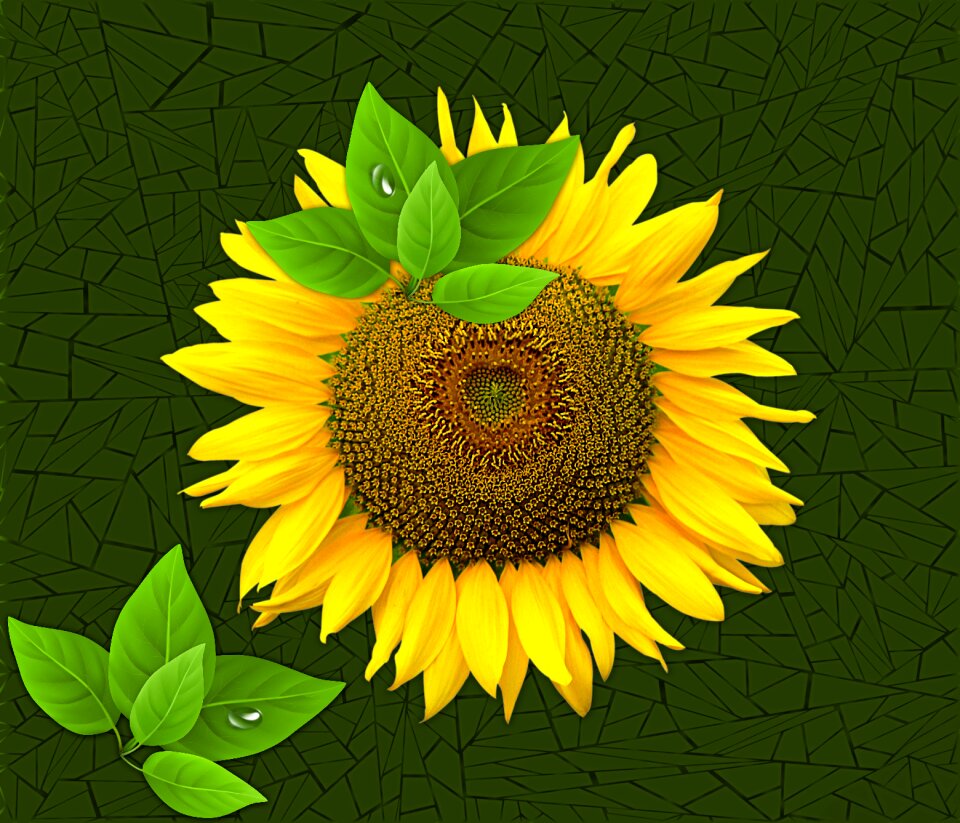 Petal sunflower flowers