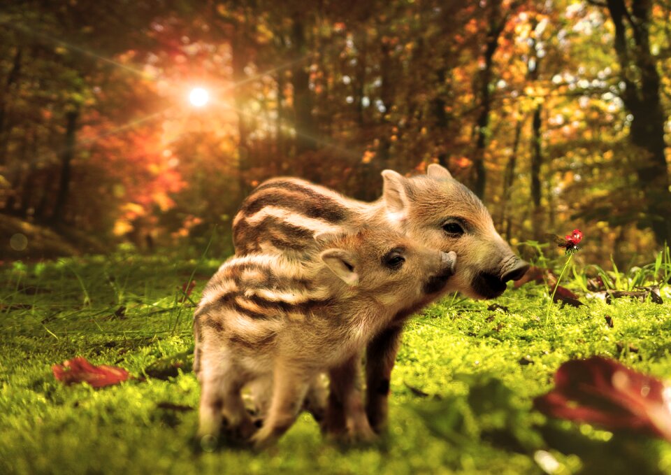 Nature wild boar wild