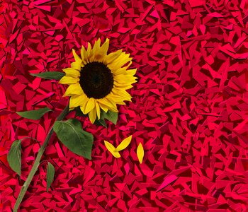 Texture background petals