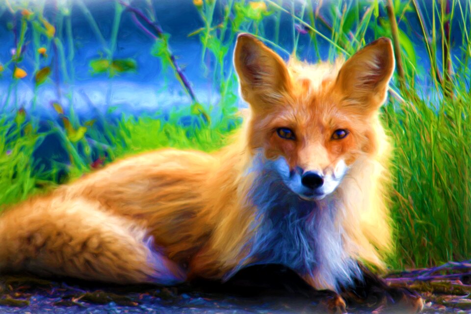 Animal wild forest animal