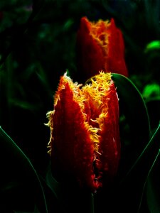 Crispa tulip nature flower