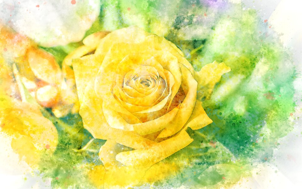 Petal floral blooming