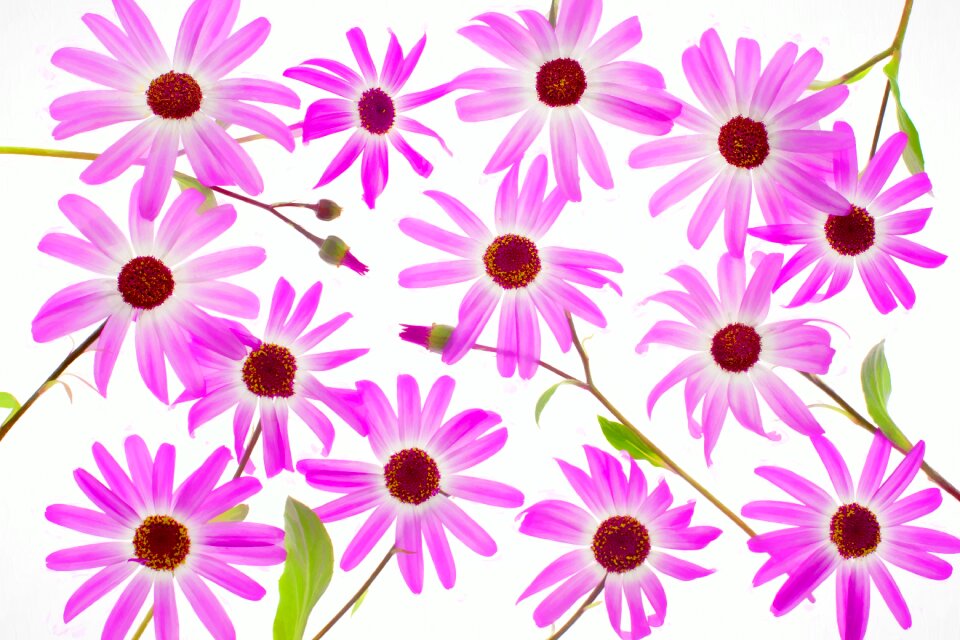 Design flowers floral