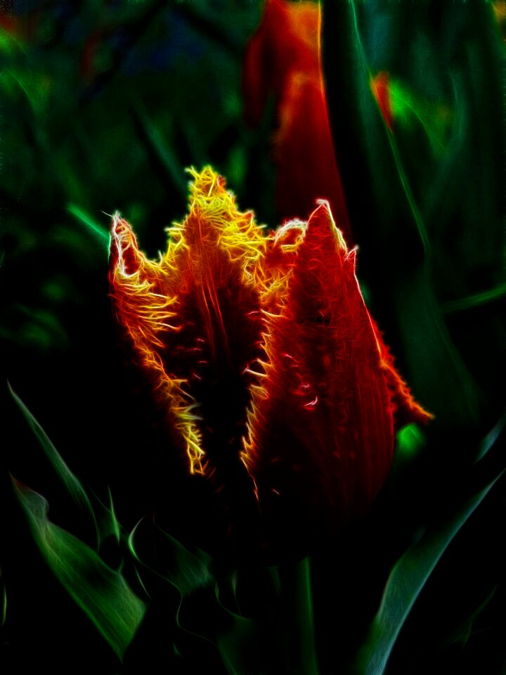 Flower nature plant
