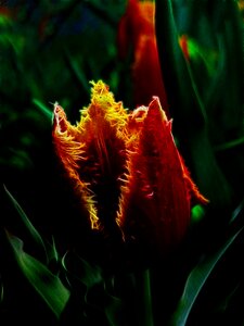 Flower nature plant
