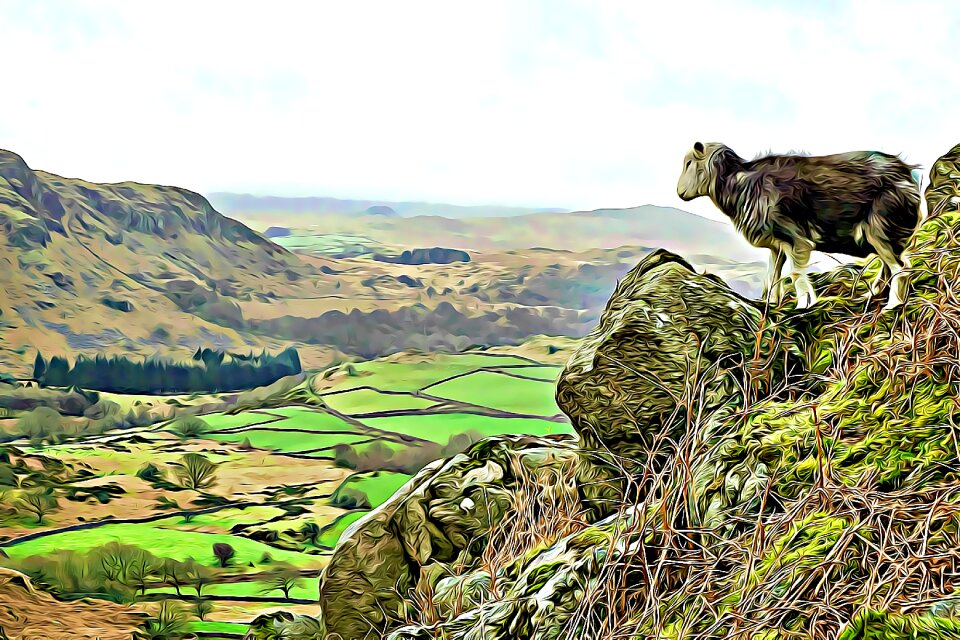 Cumbria sheep district