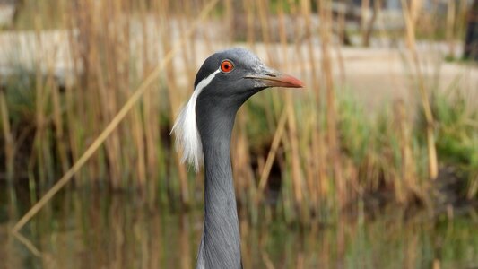 Bird head in wetlands
