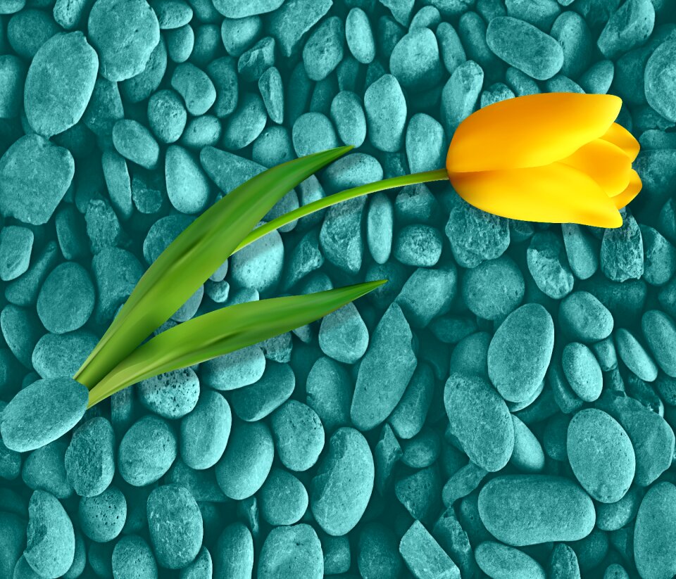Stones background tulip