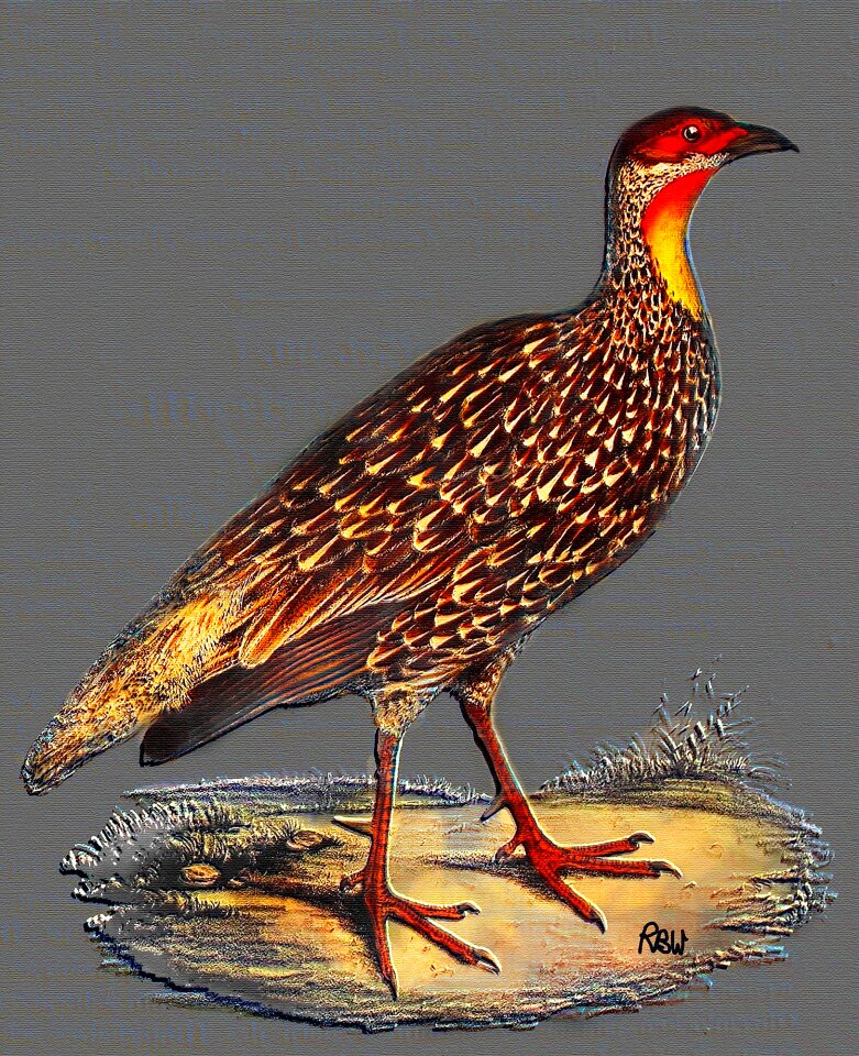 Poster art bird art Free illustrations