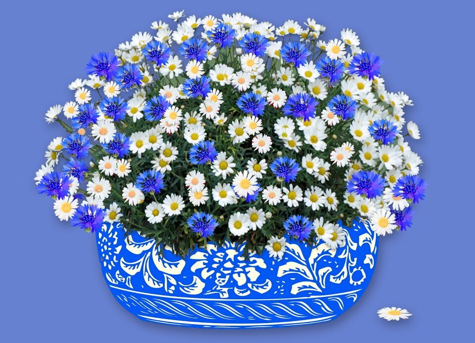 Blossom bloom white