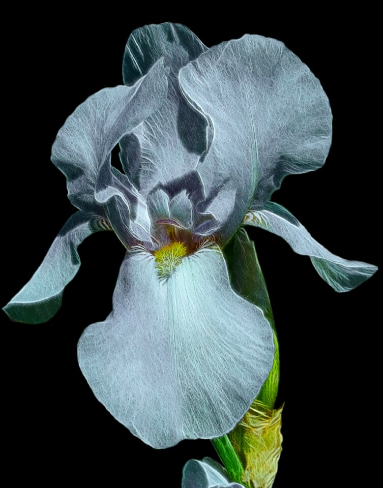 Flower nature plant