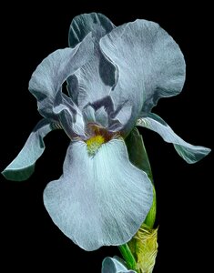 Flower nature plant