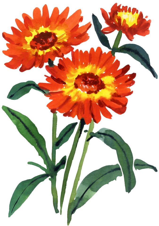 Flower beauty Free illustrations