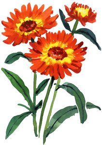 Flower beauty Free illustrations