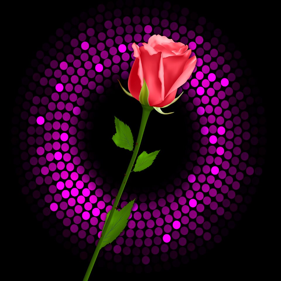 Lights plant pink rose