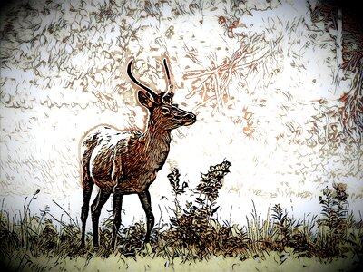 Safari nature Free illustrations