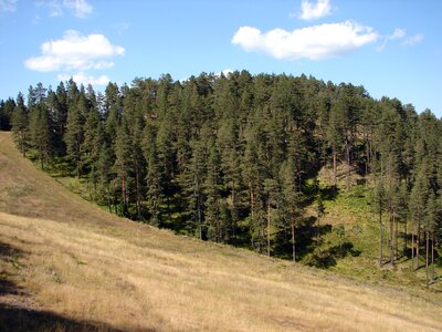 Nature forest tree