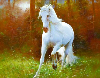 White horse nature Free illustrations
