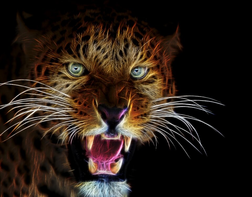 Animal animal world wildcat