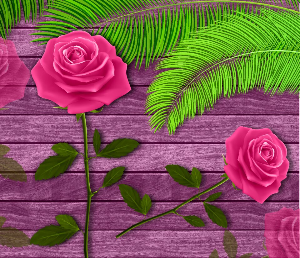 Roses flower texture