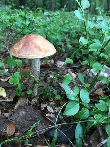 Wild mushrooms forest brown