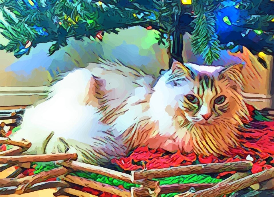 Pet domestic cute