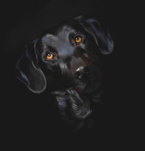 Dog gray dog Free illustrations