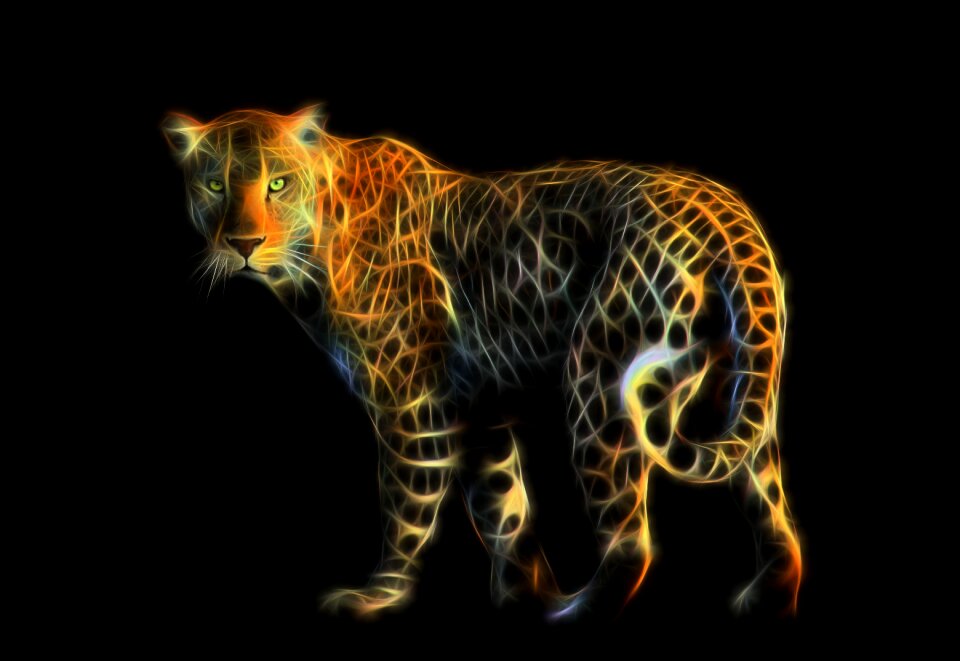 Carnivorous animals wallpaper