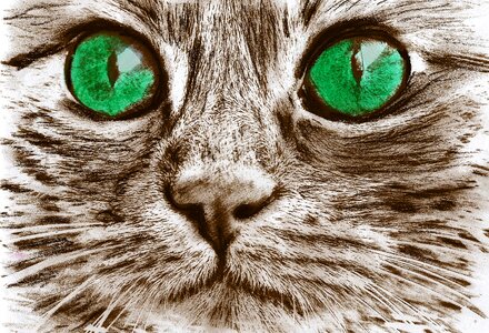 Pets national kitten