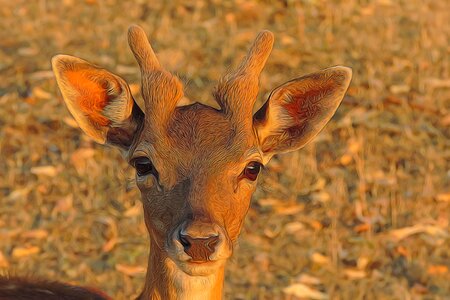 Hirsch fallow deer Free illustrations