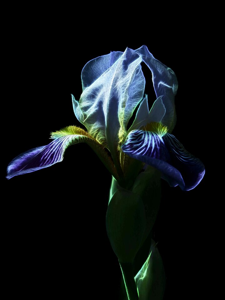 Black background fractalius plant
