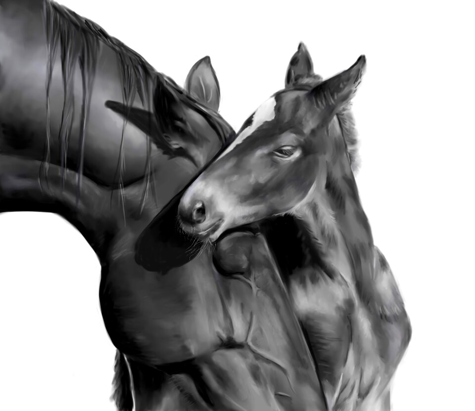 Black and white animal nature