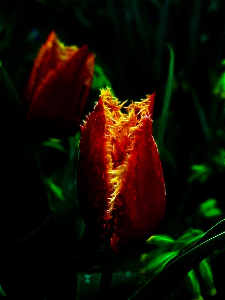 Crispa tulip nature flower