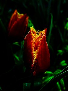 Crispa tulip nature flower