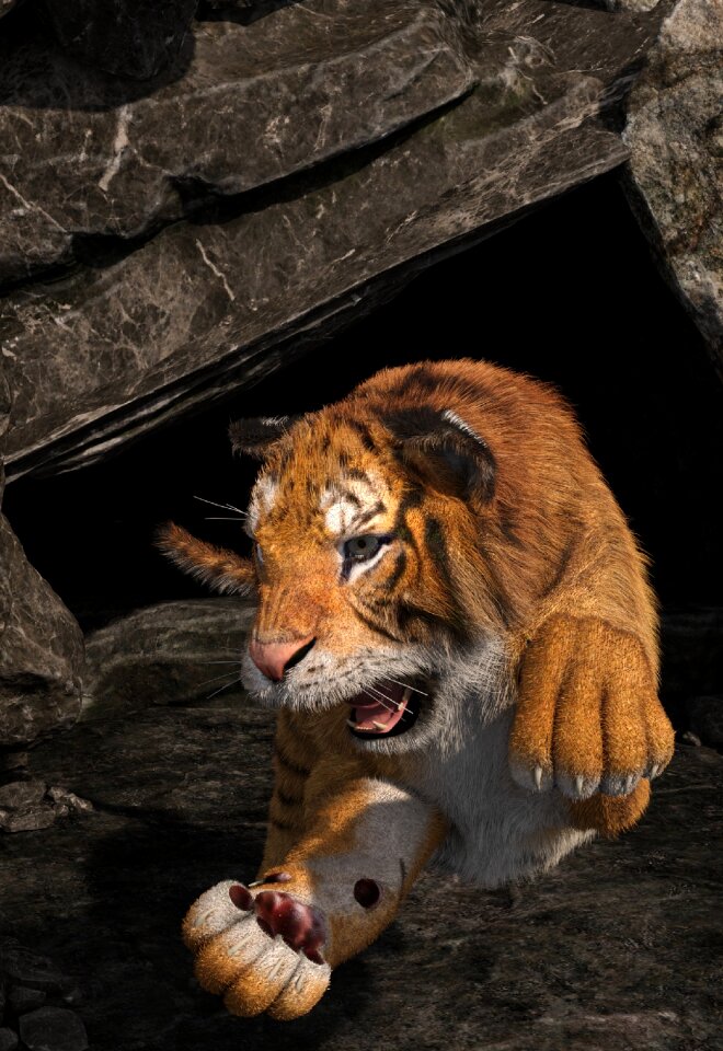 Cat big cat wild