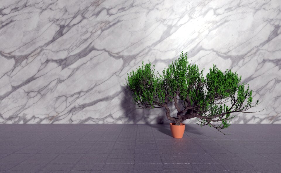 Bonsai plant Free illustrations