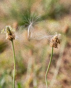 Grasses flowers Free illustrations