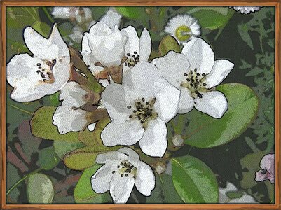 Indian hawthorn flowers frame