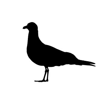 Silhouette profile nature