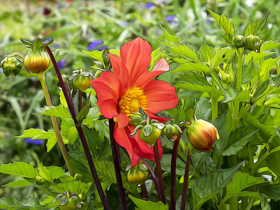 Plants bud nature