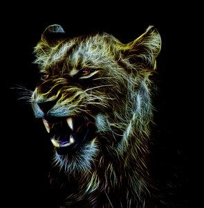 Photo art black background animal world