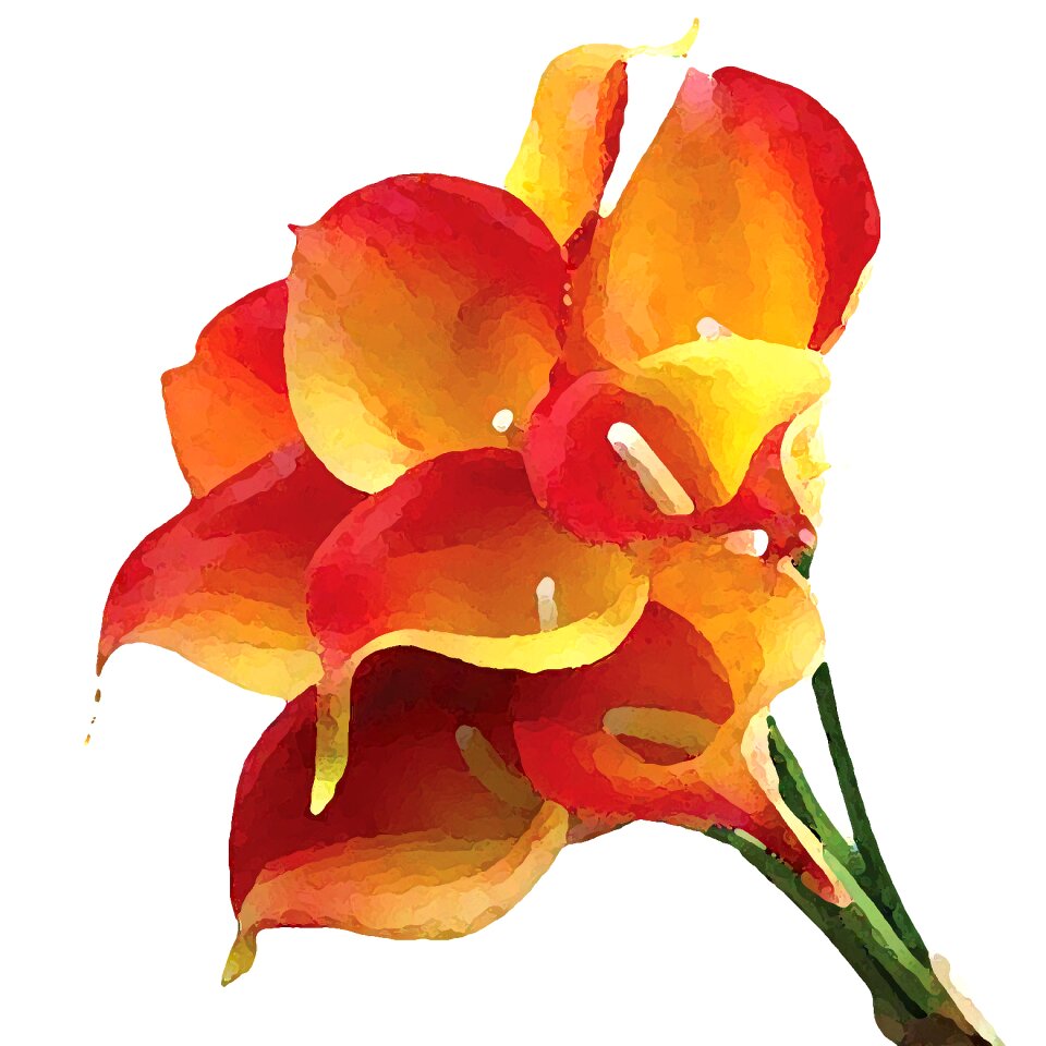 Paintings blooming Free illustrations