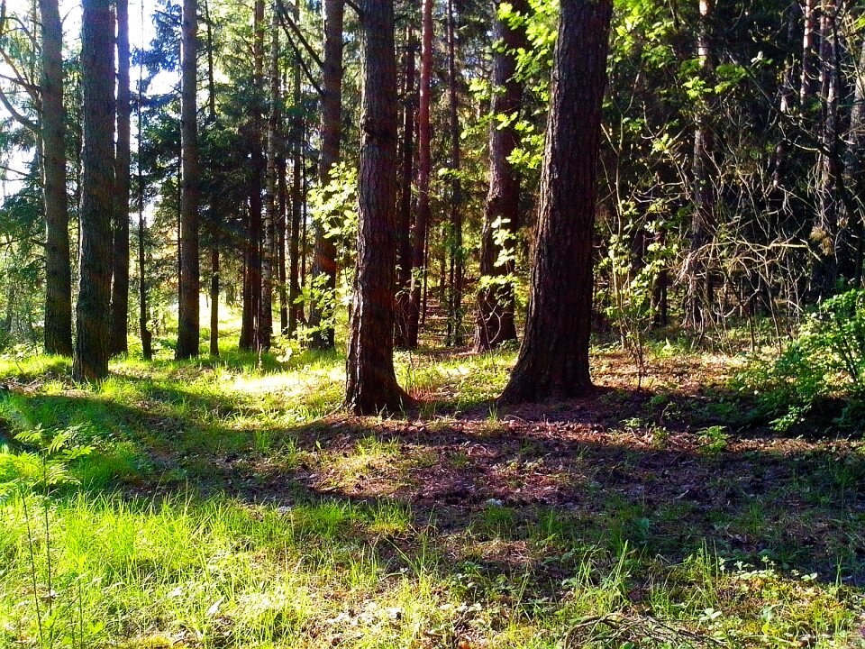 Summer landscape rays