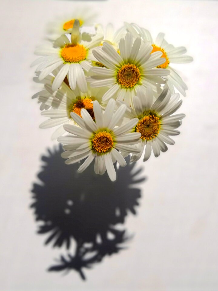 Nature in bloom flowers chrysanthemum