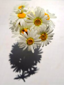 Nature in bloom flowers chrysanthemum